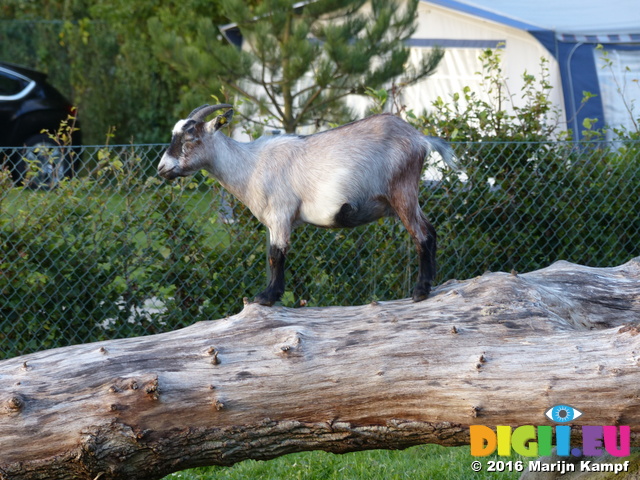 FZ033297 Goat on campsite